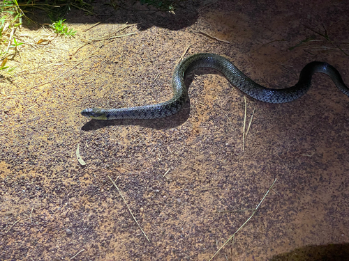 Yellow-spotted Keelback
