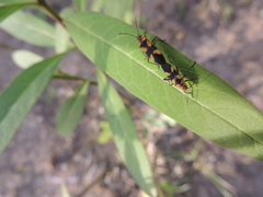 Oncopeltus cingulifer