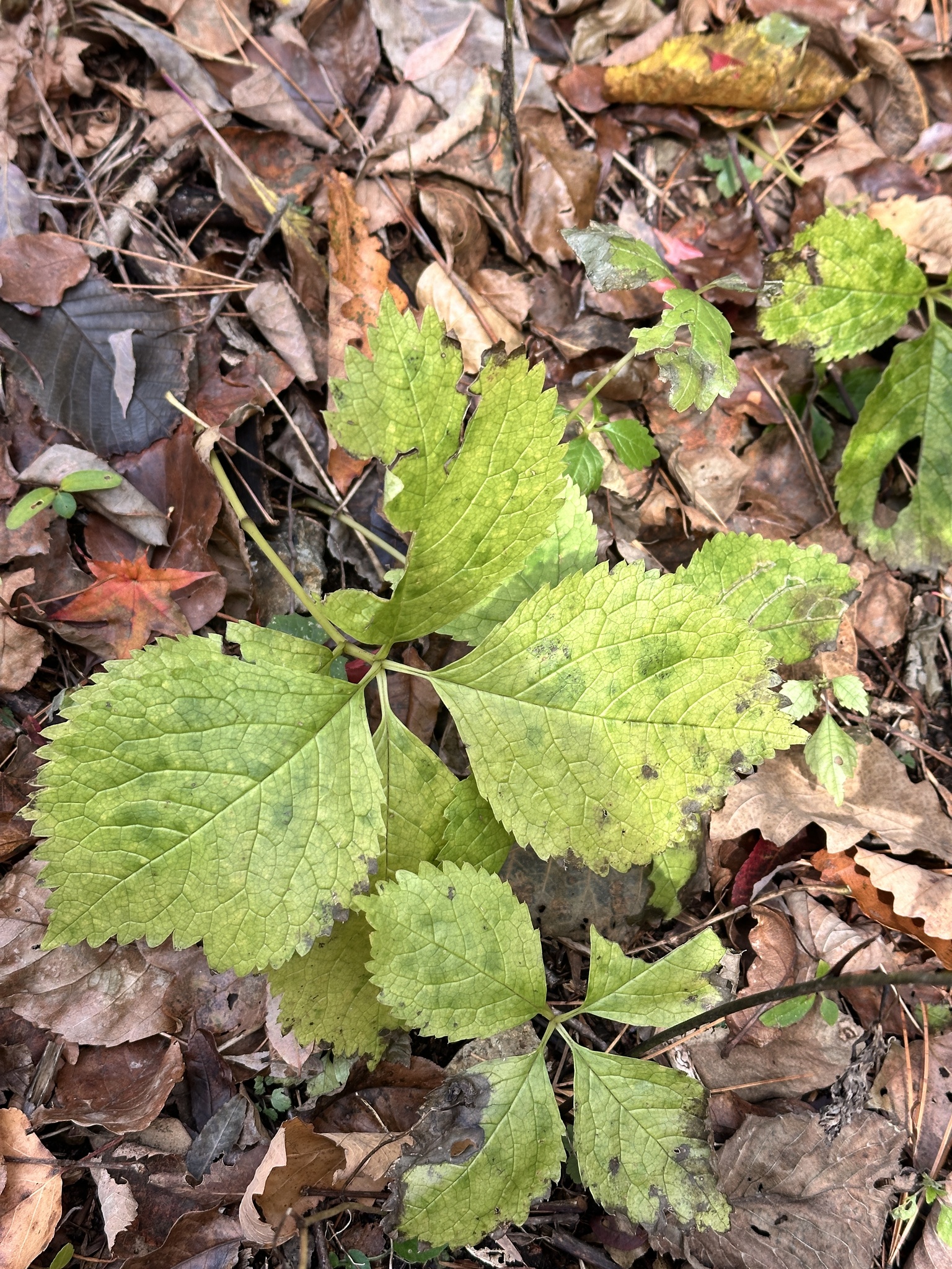 Single-Spike Chloranthus (Chloranthus quadrifolius)