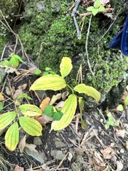 Polygonatum involucratum, photograph (c) Tatyana Petrenko, some rights reserved (CC BY)