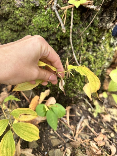 Polygonatum involucratum, photograph 5