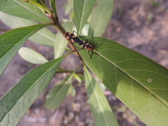 Oncopeltus cingulifer