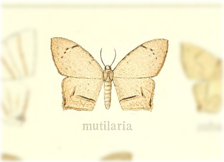 Nedusia mutilaria