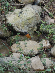 Phoenicurus auroreus