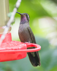 Lampornis amethystinus