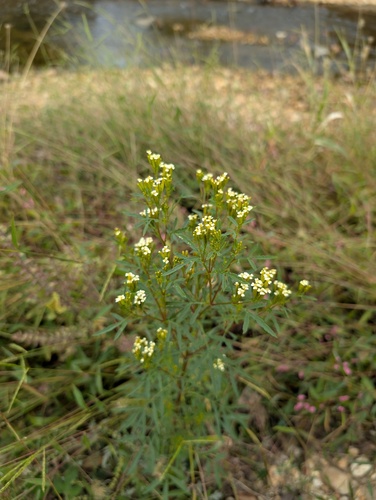 Tagetes minuta