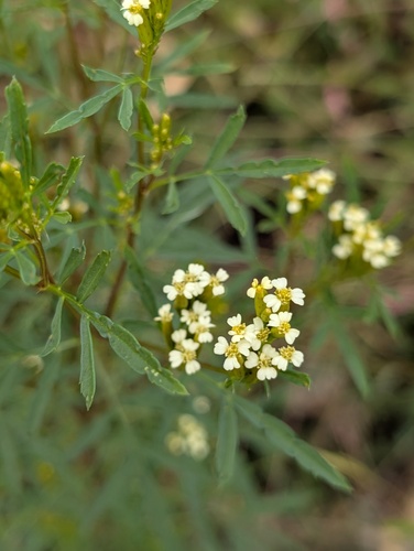 Tagetes minuta