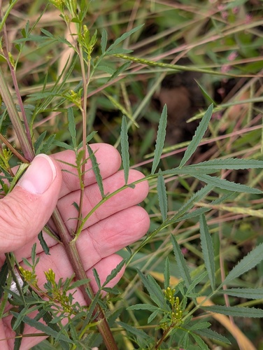 Tagetes minuta