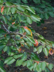 Pycnonotus sinensis