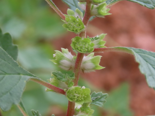 Desert Nettle (Forsskaolea viridis)