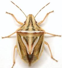 Cyptocephala elegans