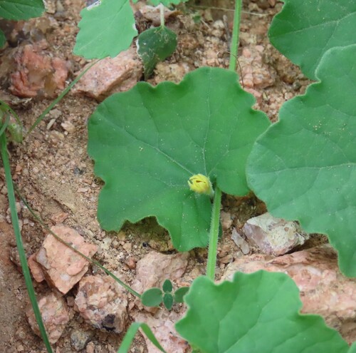 Kedrostis foetidissima