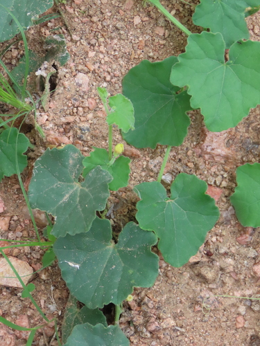 Kedrostis foetidissima