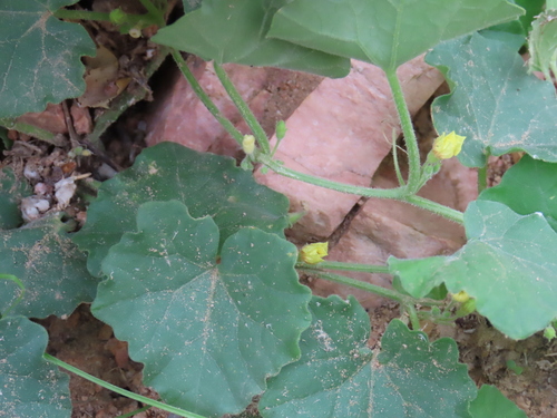Kedrostis foetidissima