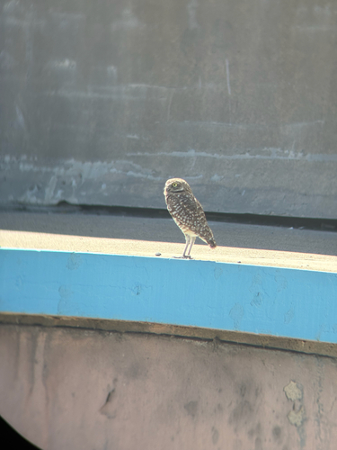 View observation of {o.common_name} on iNaturalist