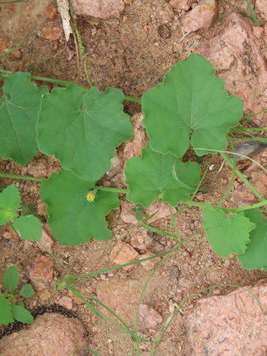 Kedrostis foetidissima