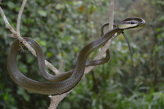 Mastigodryas pulchriceps