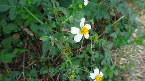 White beggarticks