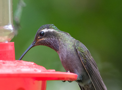 Lampornis amethystinus