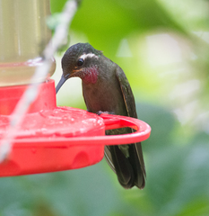 Lampornis amethystinus