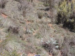 Euphorbia nicaeensis