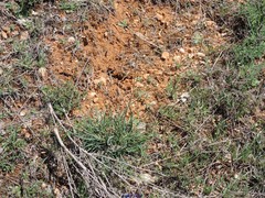Dactylis glomerata hispanica