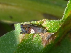 Grapholita fana