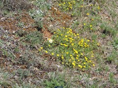 Potentilla verna