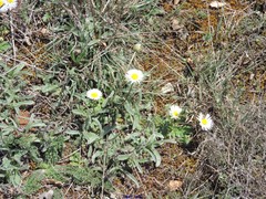 Pilosella castellana