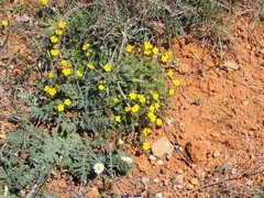 Potentilla verna