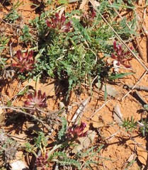 Astragalus incanus