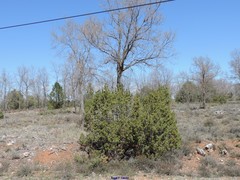 Juniperus thurifera