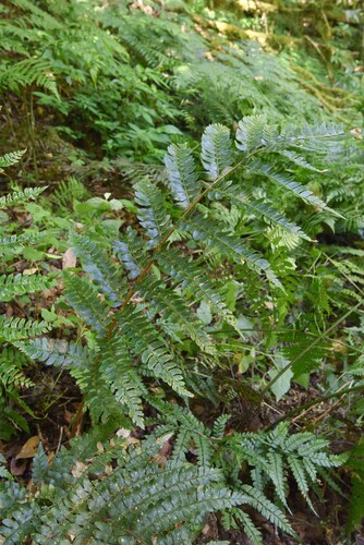 Polystichum grandifrons iNat (3)