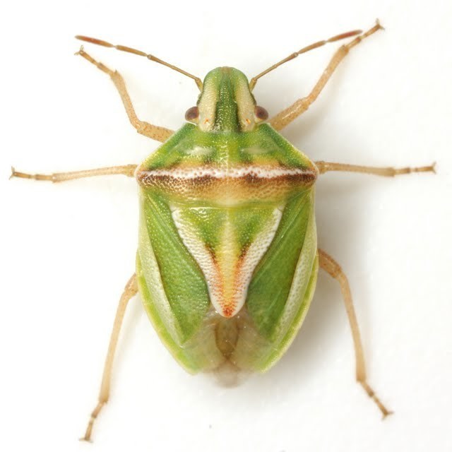 Elegant Coastal Stink Bug