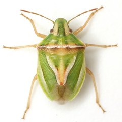 Cyptocephala elegans