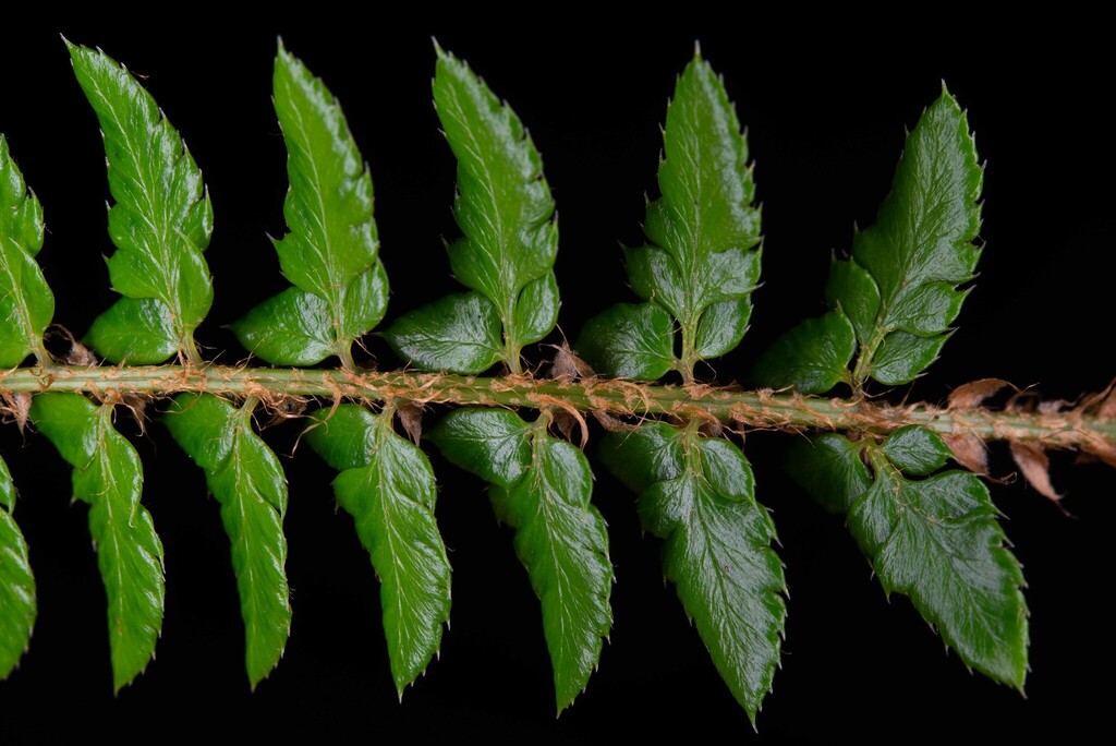 Polystichum chunii (Polystichum chunii)