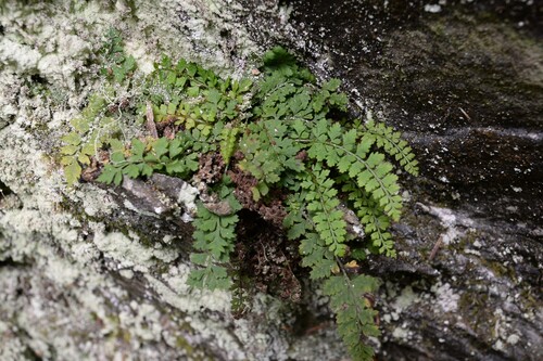 Polystichum capillipes iNat (2)