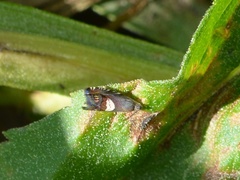 Grapholita fana