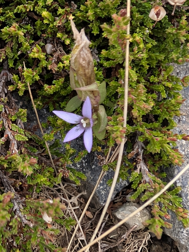 Gentianella anisodonta, photograph 5