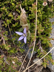 author not stated, no rights reserved Gentianella anisodonta, photograph author not stated, no rights reserved