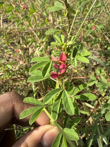 Threeleaf indigo (Indigofera trifoliata)