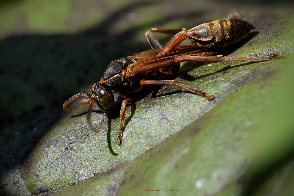Mischocyttarus drewseni