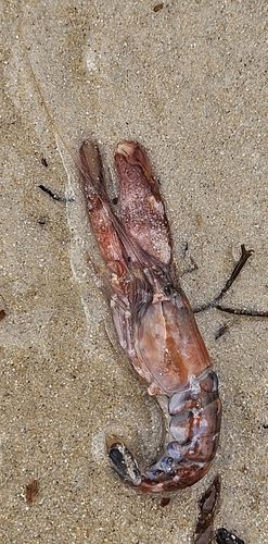 Alpheus parasocialis observed 2025-10-11
