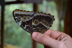 Morpho helenor peleides