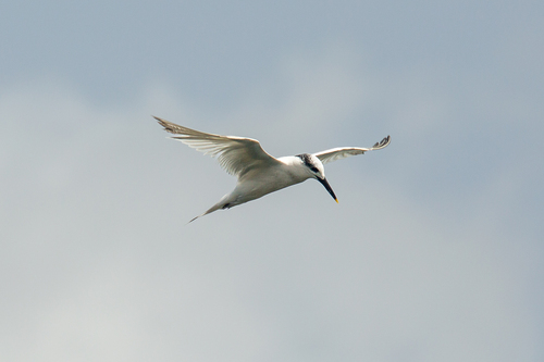 Sandwich Tern