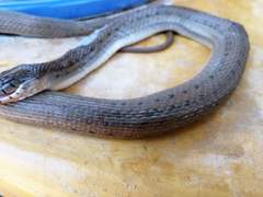Thamnophis validus isabellae
