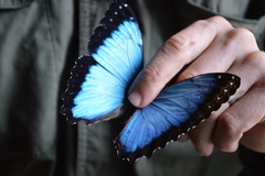 Morpho helenor maculata