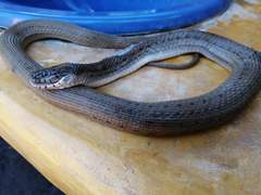 Thamnophis validus isabellae
