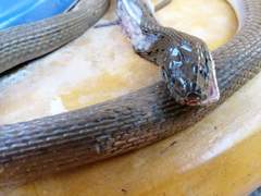 Thamnophis validus isabellae
