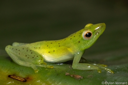 Power's Long Reed Frog, Hyperolius poweri